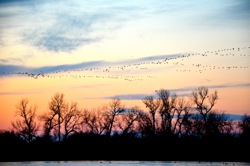 sandhill cranes at dawn