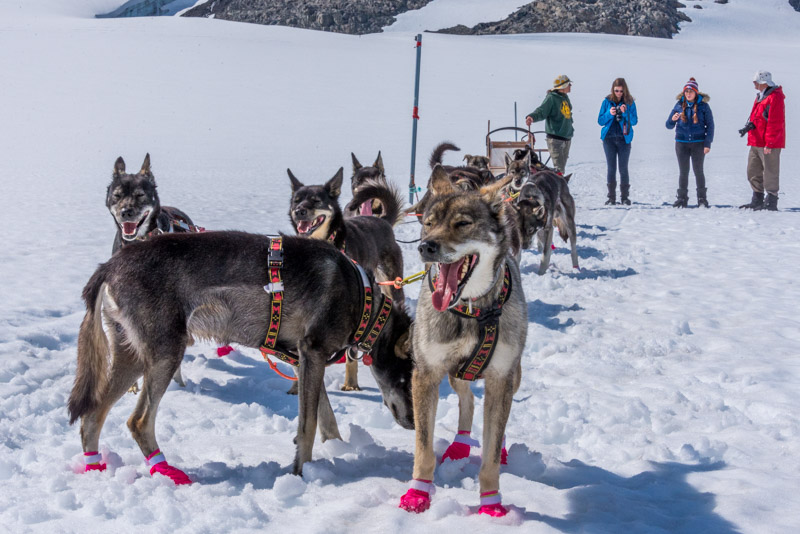 dog-sled camp on Alaska glacier